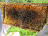 First Bee Hive Inspection