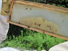 First Bee Hive Inspection
