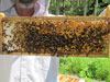 First Bee Hive Inspection