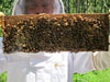 First Bee Hive Inspection