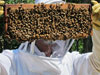 First Bee Hive Inspection