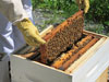 First Bee Hive Inspection