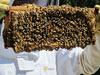 First Bee Hive Inspection