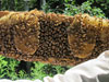 First Bee Hive Inspection