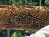 First Bee Hive Inspection