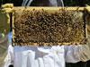 First Bee Hive Inspection