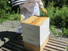 Second Bee Hive Inspection