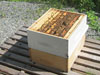 Second Bee Hive Inspection
