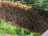 Second Bee Hive Inspection
