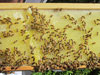 Second Bee Hive Inspection