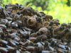 Second Bee Hive Inspection
