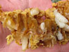 Third Bee Hive Inspection