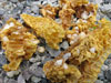 Third Bee Hive Inspection