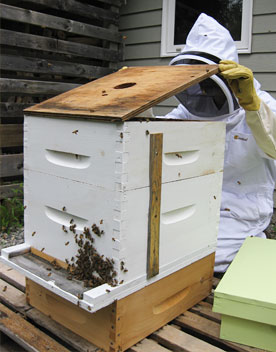 Beekeeping Nova Scotia